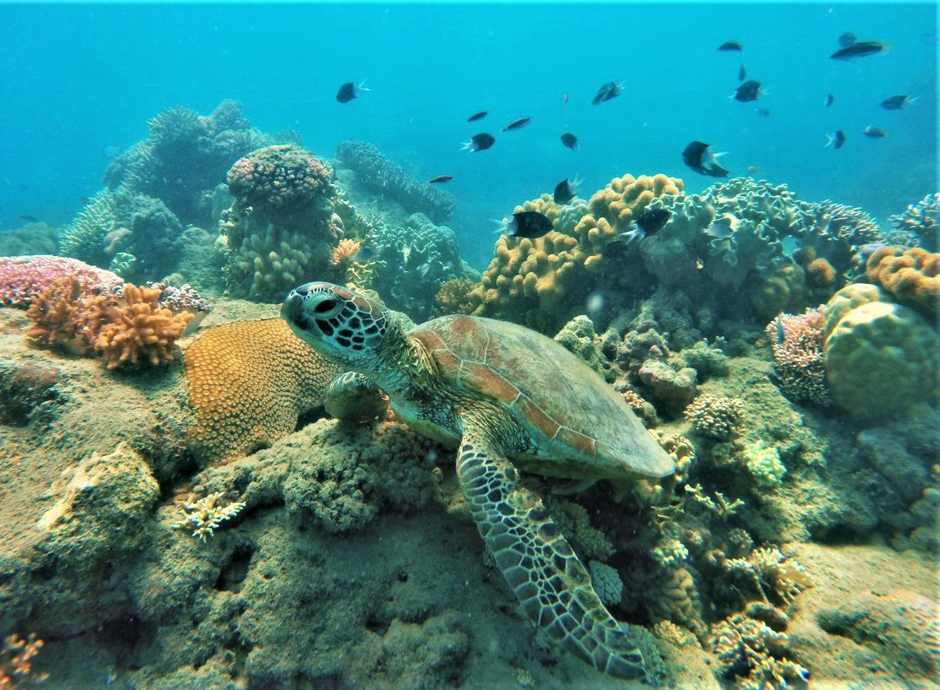 Deep under the ocean, a beautiful coral reef starring a green turtle. Fish swimming in the background.