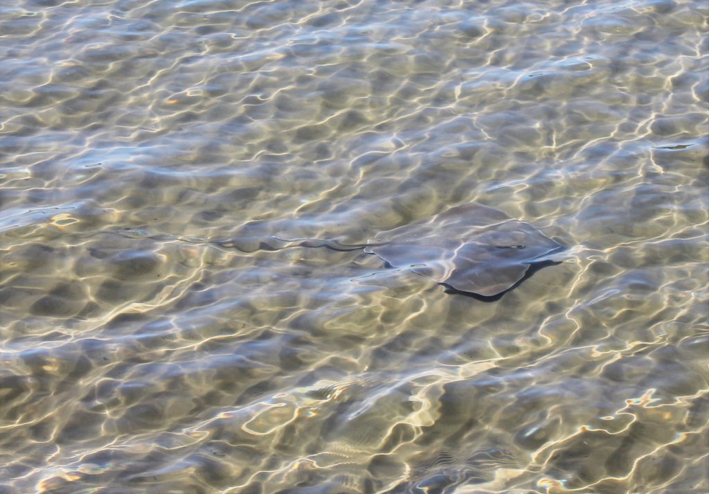 Sting Ray under shallow, clear water.