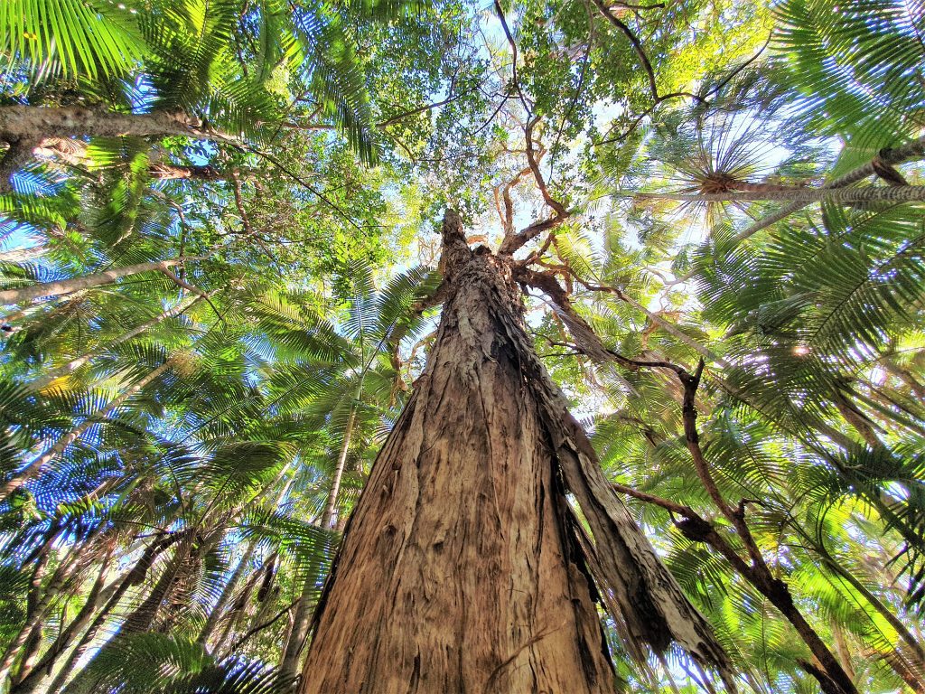 A photo of the tree canopy, taken from the forest floor. In the center of the image is a tree trunk and above is other palm trees and sky.